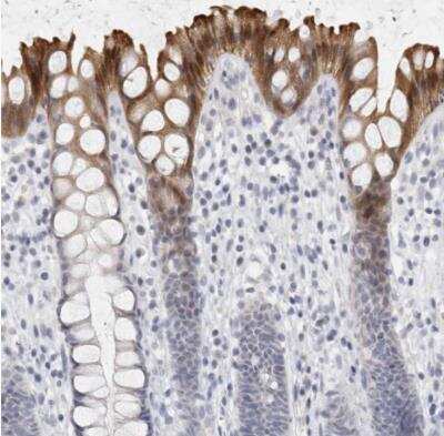 Immunohistochemistry-Paraffin: DNAJC11 Antibody [NBP1-83834] -  Staining of human rectum shows moderate cytoplasmic positivity in glandular cells.