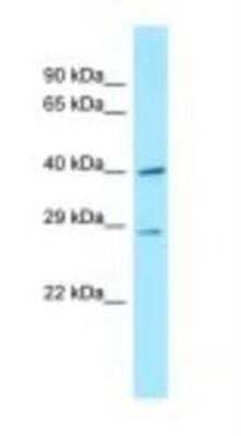 Western Blot: DNAJC11 Antibody [NBP1-98430] - Mouse Small Intestine, concentration 1 ug/ml.