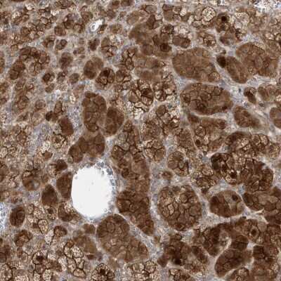 Immunohistochemistry-Paraffin: DNAJC12 Antibody [NBP1-83083] - Staining of human adrenal gland shows high expression.