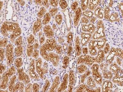 Immunohistochemistry-Paraffin: DNAJC12 Antibody [NBP2-97428] - Immunochemical staining of human DNAJC12 in human kidney with rabbit polyclonal antibody at 1:100 dilution, formalin-fixed paraffin embedded sections.