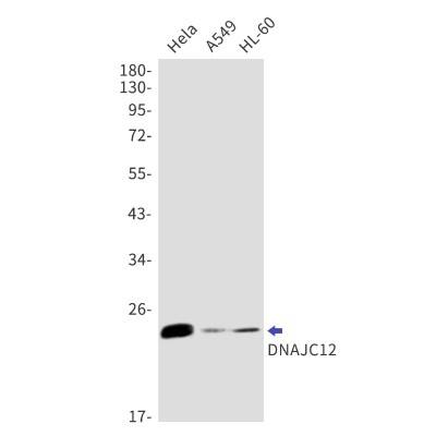 Western Blot DNAJC12 Antibody (S04-3E8)