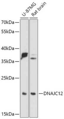 Western Blot: DNAJC12 Antibody [NBP2-92378] - Analysis of extracts of various cell lines, using DNAJC12 .Exposure time: 90s.