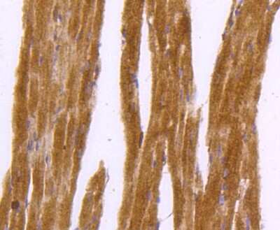 Immunohistochemistry-Paraffin: DNAJC15 Antibody (SY26-04) [NBP2-67439] - Analysis of paraffin-embedded mouse heart tissue using anti-DNAJC15 antibody. Counter stained with hematoxylin.