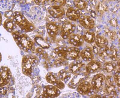 Immunohistochemistry-Paraffin: DNAJC15 Antibody (SY26-04) [NBP2-67439] - Analysis of paraffin-embedded mouse kidney tissue using anti-DNAJC15 antibody. Counter stained with hematoxylin.