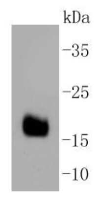 Western Blot: DNAJC15 Antibody (SY26-04) [NBP2-67439] - Analysis of DNAJC15 on human liver lysates using anti-DNAJC15 antibody at 1/1,000 dilution.