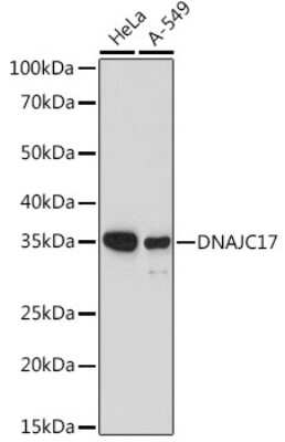 Western Blot: DNAJC17 Antibody [NBP3-15969] - Western blot analysis of extracts of various cell lines, using DNAJC17 antibody (NBP3-15969) at 1:1000 dilution. Secondary antibody: HRP Goat Anti-Rabbit IgG (H+L) at 1:10000 dilution. Lysates/proteins: 25ug per lane. Blocking buffer: 3% nonfat dry milk in TBST. Detection: ECL Basic Kit. Exposure time: 180s.