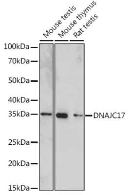 Western Blot: DNAJC17 Antibody [NBP3-15969] - Western blot analysis of extracts of various cell lines, using DNAJC17 antibody (NBP3-15969) at 1:1000 dilution. Secondary antibody: HRP Goat Anti-Rabbit IgG (H+L) at 1:10000 dilution. Lysates/proteins: 25ug per lane. Blocking buffer: 3% nonfat dry milk in TBST. Detection: ECL Enhanced Kit. Exposure time: 180s.