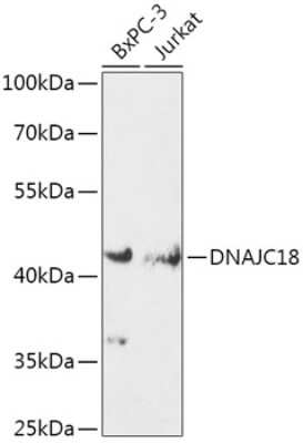 Western Blot DNAJC18 Antibody - Azide and BSA Free