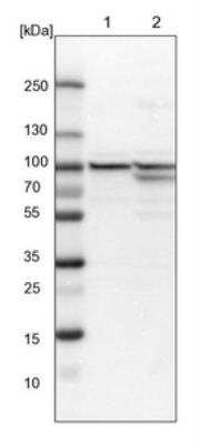 Western Blot: DNAJC2 Antibody [NBP1-82627] - Lane 1: NIH-3T3 cell lysate (Mouse embryonic fibroblast cells). Lane 2: NBT-II cell lysate (Rat Wistar bladder tumor cells).