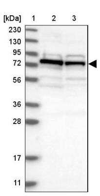 Western Blot: DNAJC2 Antibody [NBP1-82627] - Lane 1: Marker  [kDa] 230, 130, 95, 72, 56, 36, 28, 17, 11.  Lane 2: Human cell line RT-4.  Lane 3: Human cell line U-251MG sp