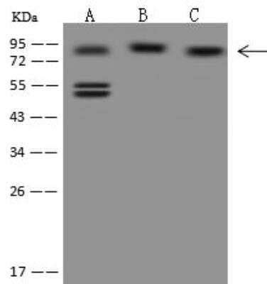 Western Blot: DNAJC2 Antibody [NBP3-12630] - Lane A: HeLa Whole Cell LysateLane B: 293T Whole Cell LysateLane C: Jurkat Whole Cell LysateLysates/proteins at 30 ug per lane.SecondaryGoat Anti-Rabbit IgG (H+L)/HRP at 1/10000 dilution.Developed using the ECL technique.Performed under reducing conditions.Predicted band size:71 kDa