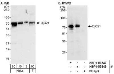 Western Blot: DNAJC21 Antibody [NBP1-03347] - Detection of Human DjC21 on HeLa whole cell lysate using NBP1-03347. DjC21 was also immunoprecipitated by rabbit anti-DjC21 antibody NBP1-03348. For blotting immunoprecipitated DjC21, the ReliaBLOT