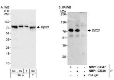 Western Blot: DNAJC21 Antibody [NBP1-03348] - Detection of Human DjC21 on HeLa whole cell lysate.  DjC21 was also immunoprecipitated by rabbit anti-DjC21 antibody NBP1-03347.