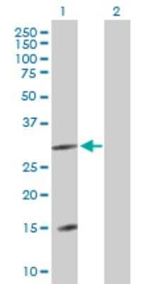 Western Blot: DNAJC22 Antibody [H00079962-B01P] - Analysis of DNAJC22 expression in transfected 293T cell line by DNAJC22 polyclonal antibody.  Lane 1: FLJ13236 transfected lysate(37.51 KDa). Lane 2: Non-transfected lysate.