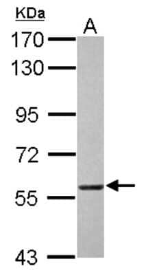 Western Blot: DNAJC3 Antibody [NBP2-16195] - Sample (30 ug of whole cell lysate) A: Raji 7. 5% SDS PAGE gel, diluted at 1:1000.