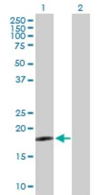Western Blot: DNAJC5G Antibody [H00285126-B01P] - Analysis of DNAJC5G expression in transfected 293T cell line by DNAJC5G polyclonal antibody.  Lane 1: DNAJC5G transfected lysate(20.79 KDa). Lane 2: Non-transfected lysate.