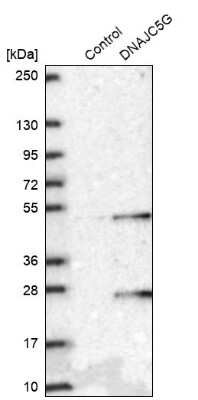 Western Blot: DNAJC5G Antibody [NBP2-38484] - Analysis in control (vector only transfected HEK293T lysate) and DNAJC5G over-expression lysate (Co-expressed with a C-terminal myc-DDK tag (3.1 kDa) in mammalian HEK293T cells).