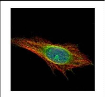 Immunocytochemistry/Immunofluorescence: DNAJC7 Antibody [NBP2-16196] - Confocal immunofluorescence analysis of methanol-fixed HeLa, using DNAJC7 antibody (Green) at 1:500 dilution. Alpha-tubulin filaments are labeled with Alpha-tubulin antibody (Red) at 1:2000.