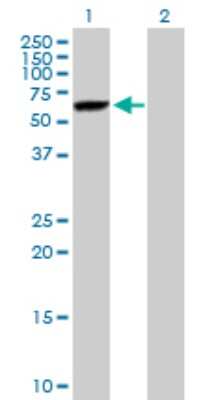 Western Blot: DNAJC7 Antibody [H00007266-B01P] - Analysis of DNAJC7 expression in transfected 293T cell line by DNAJC7 polyclonal antibody.  Lane 1: DNAJC7 transfected lysate(53.24 KDa). Lane 2: Non-transfected lysate.