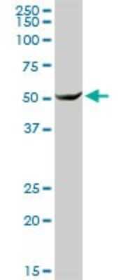 Western Blot: DNAJC7 Antibody [H00007266-D01P] - Analysis of DNAJC7 expression in human liver.
