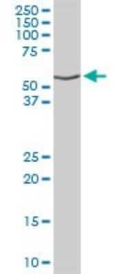 Western Blot: DNAJC7 Antibody [H00007266-D01P] - Analysis of DNAJC7 expression in mouse liver.