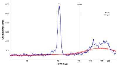 Simple Western: DNAJC8 Antibody [NBP1-87015] - Electropherogram image of the corresponding Simple Western lane view. DNAJC8 antibody was used at 1:5 dilution on Ntera-2 lysate(s) respectively.