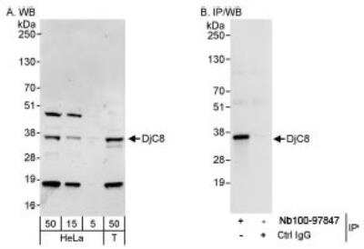 Western Blot: DNAJC8 Antibody [NB100-97847] - Detection of Human DjC8 on HeLa whole cell lysate using NB100-97847.
