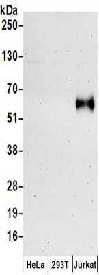 Western Blot: DNAM-1/CD226 Antibody [NBP2-32247] - Samples:  Whole cell lysate (50 ug) prepared using NETN buffer from HeLa, 293T, and Jurkat cells.  Antibodies:  Affinity purified rabbit anti-CD226 antibody NBP2-32247 used for WB at 0.1 ug/ml.  Detection: Chemiluminescence with an exposure time of 3 minutes.