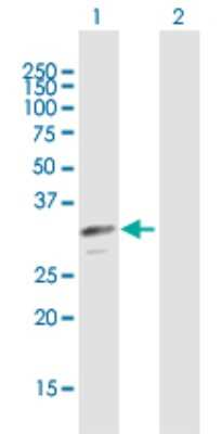 Western Blot: DNASE1 Antibody [H00001773-B01P] - Analysis of DNASE1 expression in transfected 293T cell line by DNASE1 polyclonal antibody.  Lane 1: DNASE1 transfected lysate(31.02 KDa). Lane 2: Non-transfected lysate.