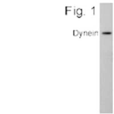 Western Blot DNCIC1 Antibody (74.1)