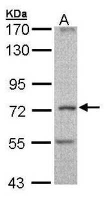 Western Blot: DNCIC1 Antibody [NBP1-32659] - (30 ug of whole cell lysate) A: Molt-4 7.5 % SDS PAGE diluted at 1:1000