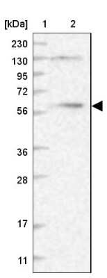 Western Blot: DNCIC1 Antibody [NBP1-87972] - Lane 1: Marker  [kDa] 230, 130, 95, 72, 56, 36, 28, 17, 11.  Lane 2: Human cell line RT-168