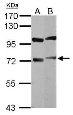 Western Blot: DNCIC1 Antibody [NBP2-16201] - Sample (30 ug of whole cell lysate) A: Jurkat B: NCI-H929 7. 5% SDS PAGE gel, diluted at 1:3000.