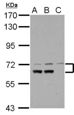 Western Blot: DNCIC1 Antibody [NBP2-16202] - Sample (30 ug of whole cell lysate) A: Raji B: K562 C: HL-60 7. 5% SDS PAGE gel, diluted at 1:1000.