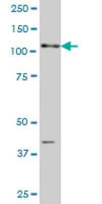 Western Blot: DNER Antibody (4E8) [H00092737-M03] - DNER monoclonal antibody (M03), clone 4E8 Western Blot analysis of DNER expression in PC-12 ( Cat # L012V1 ).