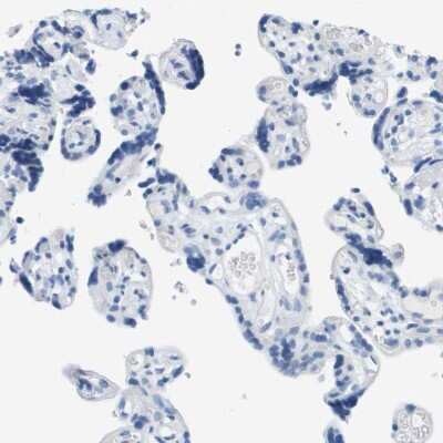 Immunohistochemistry-Paraffin: DNER Antibody [NBP1-88665] - Staining of human placenta shows no positivity in trophoblastic cells as expected.