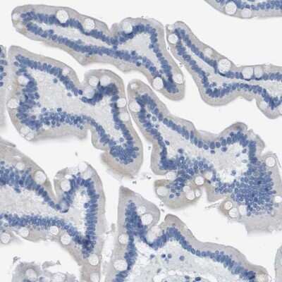 Immunohistochemistry-Paraffin: DNER Antibody [NBP1-88665] - Staining of human small intestine shows no positivity in glandular cells as expected.