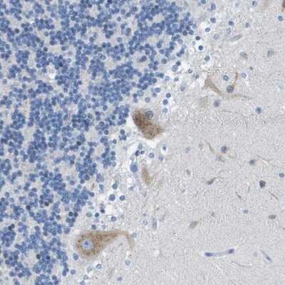 Immunohistochemistry-Paraffin: DNER Antibody [NBP1-88665] - Staining of human cerebellum shows moderate to strong cytoplasmic positivity in purkinje cells.