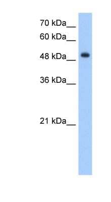 Western Blot: DNER Antibody [NBP1-79415] - HepG2 cell lysate, concentration 5.0ug/ml.