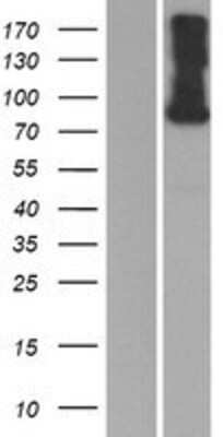 Western Blot: DNER Overexpression Lysate (Adult Normal) [NBP2-05608] Left-Empty vector transfected control cell lysate (HEK293 cell lysate); Right -Over-expression Lysate for DNER.