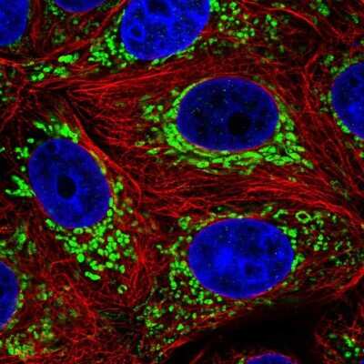 Immunocytochemistry/Immunofluorescence: DNLZ Antibody [NBP2-57694] - Staining of human cell line MCF7 shows localization to mitochondria. Antibody staining is shown in green.