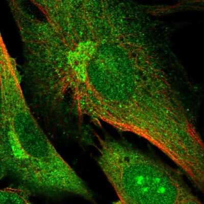 Immunocytochemistry/ Immunofluorescence DNMBP Antibody - BSA Free