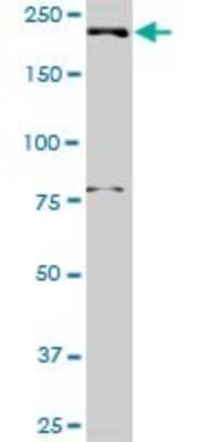 Western Blot: DNMBP Antibody [H00023268-D01P] - Analysis of DNMBP expression in MCF-7.