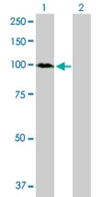 Western Blot: DNMBP Antibody [H00023268-D01P] - Analysis of DNMBP expression in transfected 293T cell line by DNMBP polyclonal antibody.Lane 1: DNMBP transfected lysate(93.60 KDa).Lane 2: Non-transfected lysate.