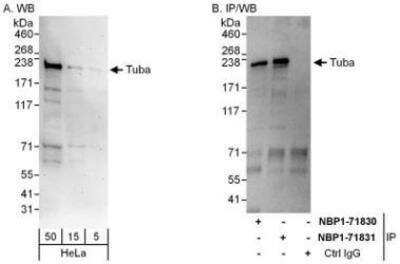 Western Blot DNMBP Antibody - BSA Free