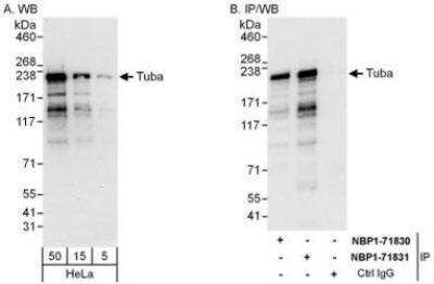Western Blot DNMBP Antibody