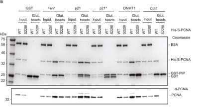 Immunoprecipitation: DNMT1 Antibody (60B1220.1) - Azide and BSA Free [NBP2-80697] - The PCNAS228I mutation differentially affects PCNA binding to PIP box-containing proteins. GST-PIP pull down of His-S-PCNAWT or PCNAS228I. Figure shows Coomassie stained gel of representative pull down (top) and anti-PCNA western blot of the same samples diluted 1:20 (bottom). Amount of 'input' loaded for Coomassie is equivalent to 1%, 'Glut. beads' (Glutathione sepharose 4B beads) is equivalent to 25%. Molecular weight markers are indicated. Image collected and cropped by CiteAb from the following publication (//linkinghub.elsevier.com/retrieve/pii/S1568786416304013), licensed under a CC-BY license. Image from the standard format of this antibody.