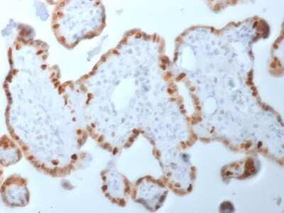 Immunohistochemistry-Paraffin: DNMT1 Antibody (DNMT1/2061) - Azide and BSA Free [NBP3-08482] - Formalin-fixed, paraffin-embedded human Placenta stained with DNMT1 Mouse Monoclonal Antibody (DNMT1/2061).