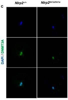 Immunocytochemistry/Immunofluorescence: DNMT3A Antibody (64B1446) - Azide and BSA Free [NBP2-80699] - DNMT1 reveals a SCMC-like cortical localization with aberrant localization in Nlrp2tm1a/tm1a derived oocytes. Whole mount immunofluorescence for DNMT3A in unfertilized control oocytes reveals a characteristic metaphase associated localization and no difference is noted in oocytes derived from Nlrp2tm1a/tm1adams. Image collected and cropped by CiteAb from the following publication (//www.nature.com/articles/srep44667), licensed under a CC-BY license. Image from the standard format of this antibody.