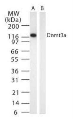 Western Blot: DNMT3A Antibody (64B1446) - Azide and BSA Free [NBP2-80699] - Analysis of (A) Dnmt3a transfected 293 cell lysate and (B) untransfected 293 cell lysate using Dnmt3a antibody at 1 ug/mL. Image from the standard format of this antibody.